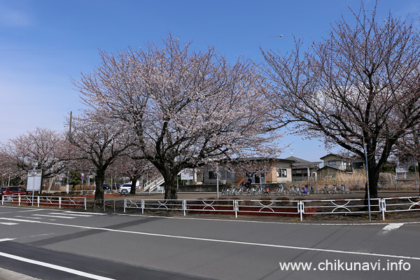 大田郷駅前のさくら １～５分咲き [2022年3月28日撮影]