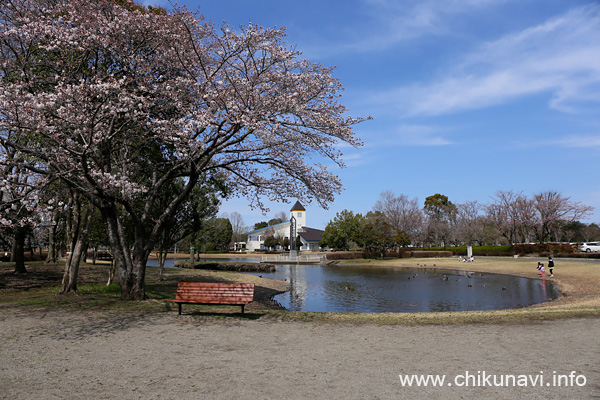 ２～４分咲きの県西総合公園の桜 [2022年3月28日撮影]