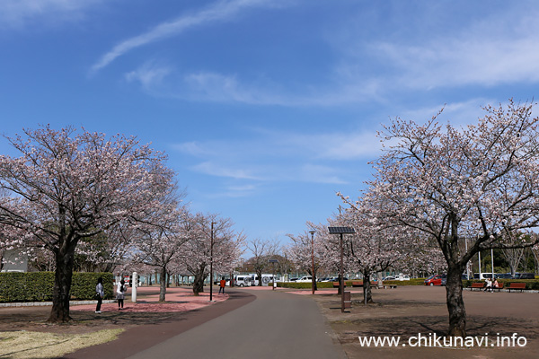 ２～４分咲きの県西総合公園の桜 [2022年3月28日撮影]