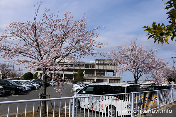 すでに満開の木もあった筑西市役所 (下館庁舎) 駐車場の桜 [2022年3月28日撮影]