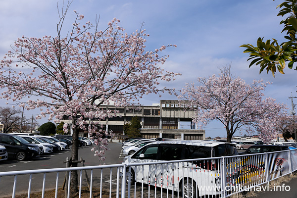 筑西市役所駐車場 ２分咲き～満開 [2022年3月28日撮影]