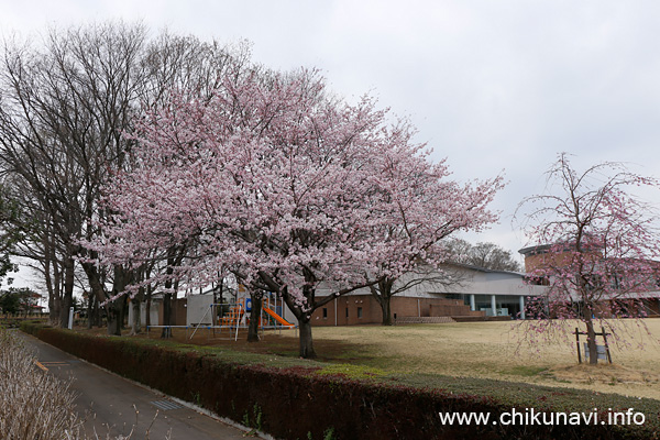 県西生涯学習センター ６分咲き [2022年3月30日撮影]