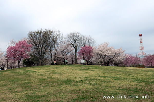 下岡崎近隣公園 満開 [2022年3月31日撮影]