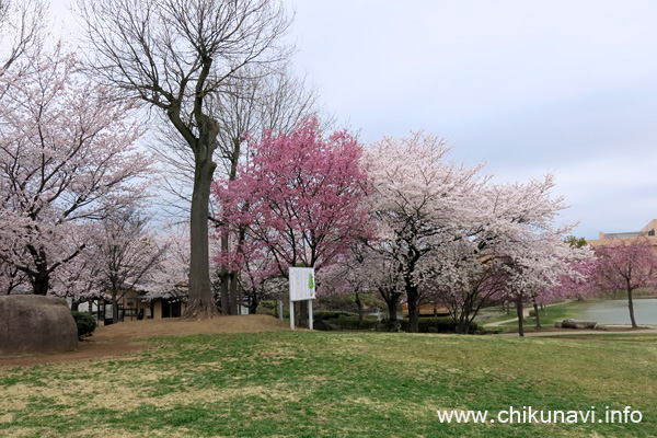 下岡崎近隣公園 満開 [2022年3月31日撮影]