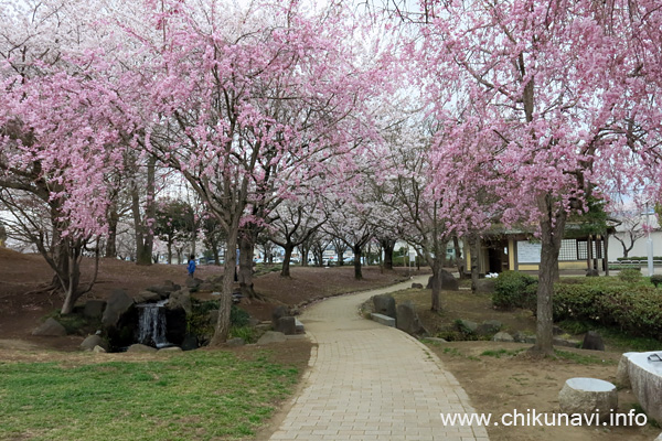 下岡崎近隣公園 満開 [2022年3月31日撮影]