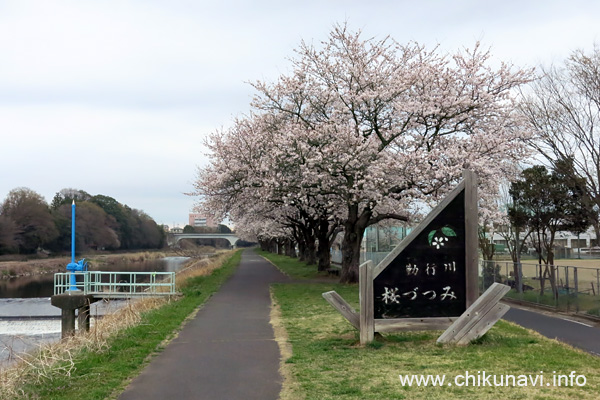 勤行川桜づつみ ４～７分咲き [2022年3月31日撮影]