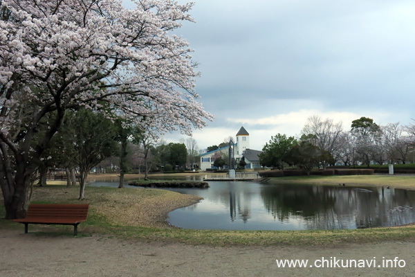 県西総合公園 満開 [2022年3月31日撮影]