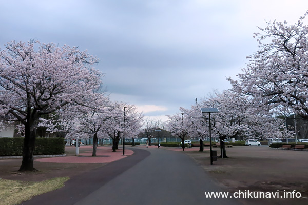 県西総合公園 満開 [2022年3月31日撮影]