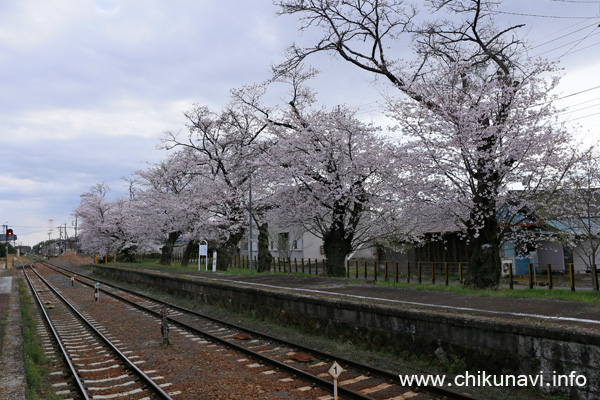 関東鉄道常総線 黒子駅の桜 [2022年4月1日撮影]