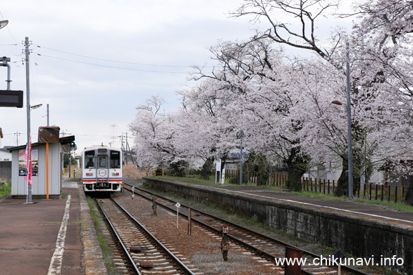 関東鉄道常総線 黒子駅の桜 [2022年4月1日撮影]