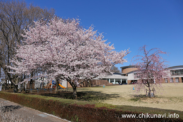 県西生涯学習センターの桜 [2022年4月2日撮影]