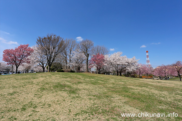 下岡崎近隣公園の桜 [2022年4月2日撮影]