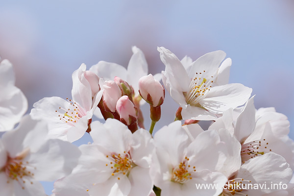 下岡崎近隣公園の桜 [2022年4月2日撮影]