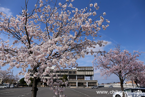 筑西市役所駐車場の桜 [2022年4月2日撮影]