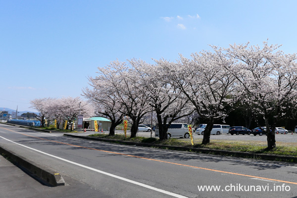 正栄デリシィ駐車場の桜 [2022年4月2日撮影]