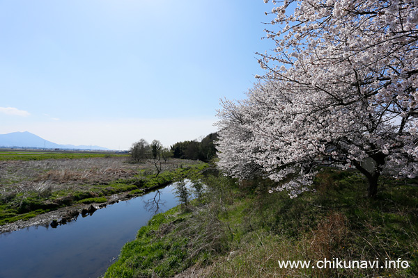 正栄デリシィ駐車場の桜 [2022年4月2日撮影]