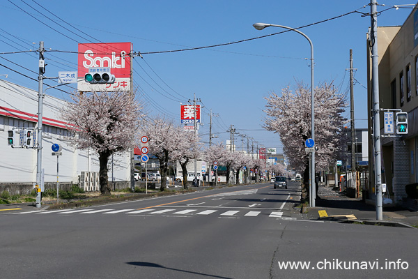 どこか痛々しい下館駅南の桜 [2022年4月2日撮影]