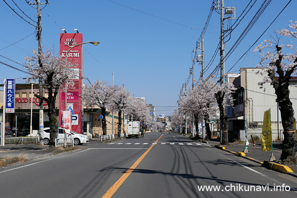 どこか痛々しい下館駅南の桜 [2022年4月2日撮影]