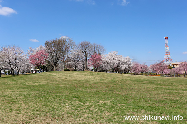 下岡崎近隣公園の桜 [2022年4月2日撮影]