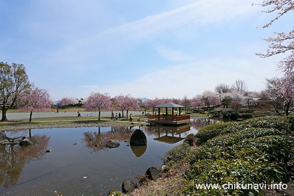 下岡崎近隣公園の桜 [2022年4月2日11時30分頃撮影]