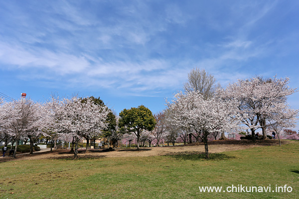 下岡崎近隣公園の桜 [2022年4月2日正午頃撮影]