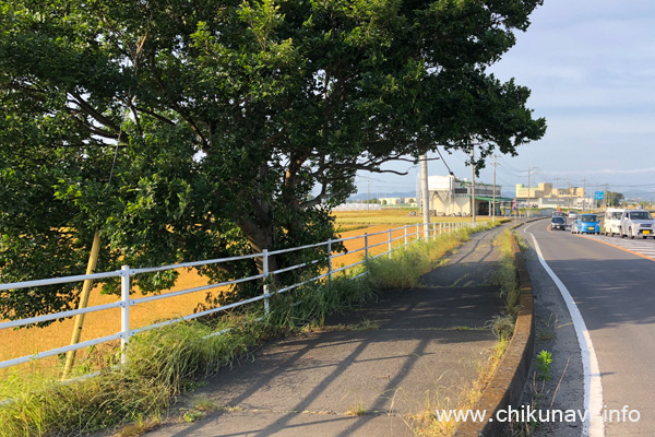 野殿橋近くの歩道沿いの木 [2022年5月30日撮影]