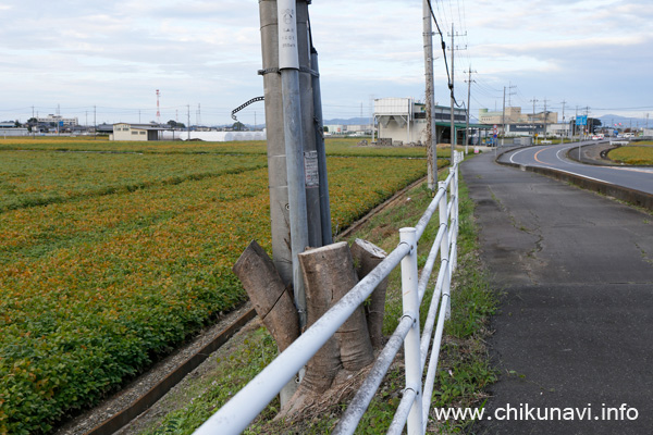 野殿橋近くの丸ごと伐採された木 [2022年10月14日撮影]