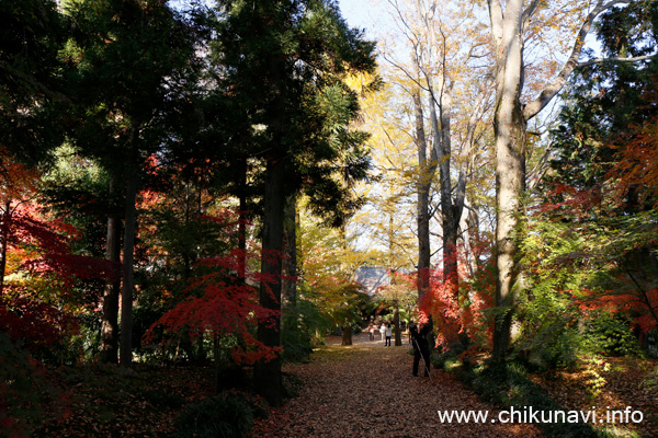 最勝寺の紅葉 [2022年11月25日撮影]