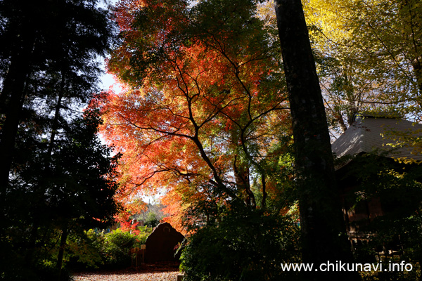 最勝寺の紅葉 [2022年11月25日撮影]