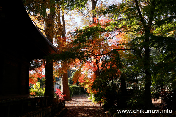 最勝寺の紅葉 [2022年11月25日撮影]