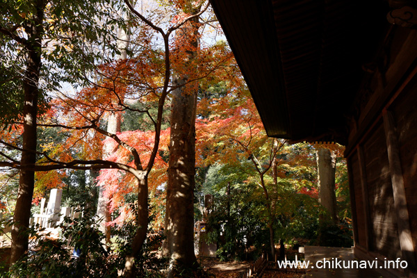 最勝寺の紅葉 [2022年11月25日撮影]