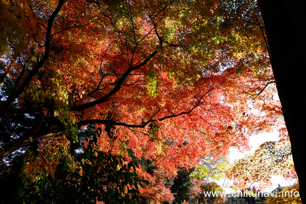 最勝寺の紅葉