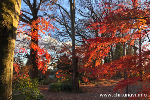 最勝寺の紅葉