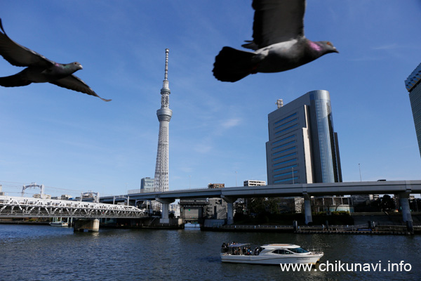 東京スカイツリーと鳩の共演 [2023年2月11日撮影]