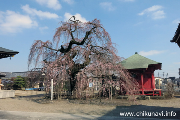 延命寺のしだれ桜                   [2023年3月15日撮影]