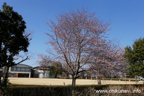 県西生涯学習センターのさくら [2023年3月20日撮影]