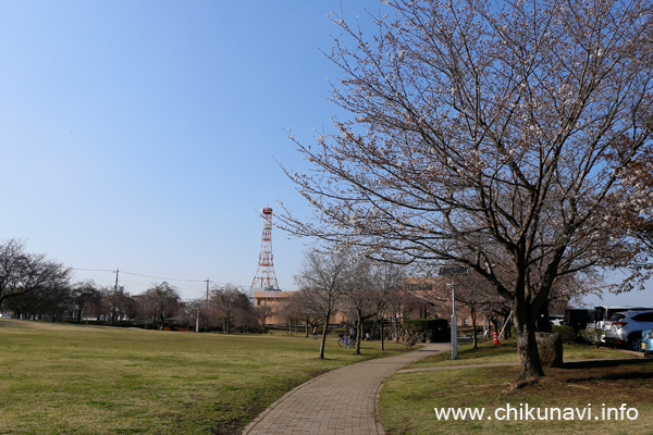 下岡崎近隣公園のさくら [2023年3月20日撮影]