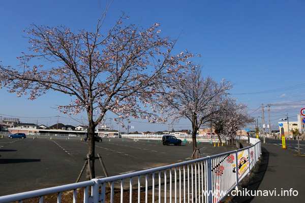 筑西市役所駐車場のさくら [2023年3月20日撮影]