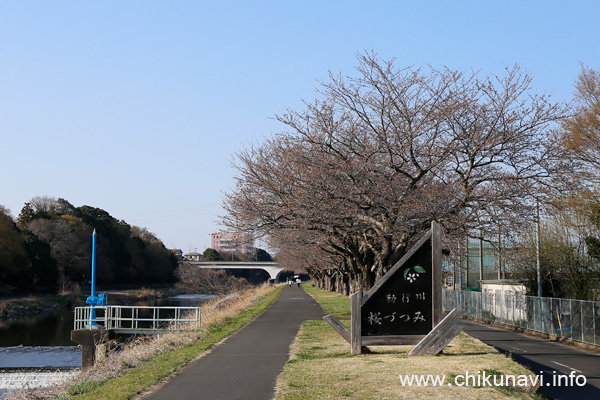 勤行川 桜づつみのさくら [2023年3月20日撮影]