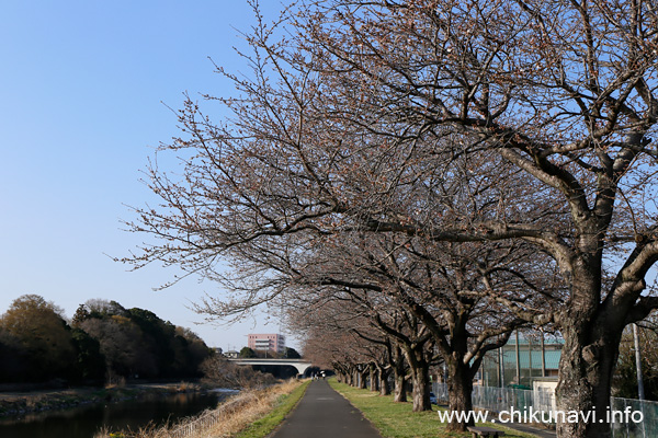 勤行川 桜づつみのさくら            [2023年3月20日撮影]