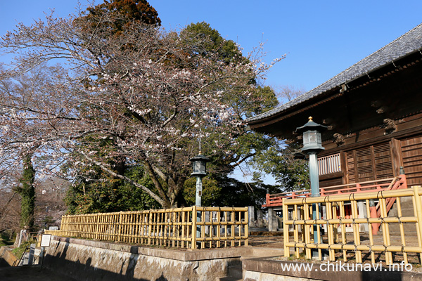 観音寺 (中館観音) のさくら [2023年3月20日撮影]