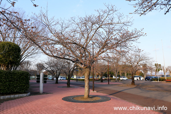 県西総合公園のさくら [2023年3月20日撮影]