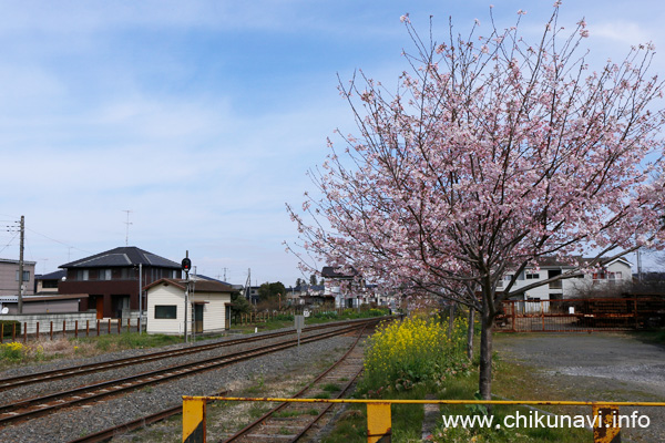 黒子駅のさくら [2023年3月21日撮影]