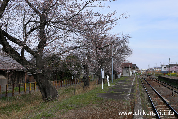 黒子駅のさくら [2023年3月21日撮影]