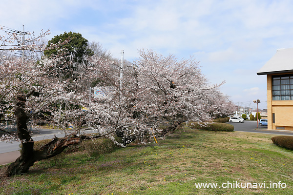 明野中央公園 (明野公民館) のさくら [2023年3月21日撮影]