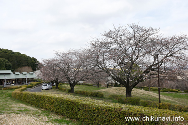 宮山ふるさとふれあい公園のさくら [2023年3月21日撮影]