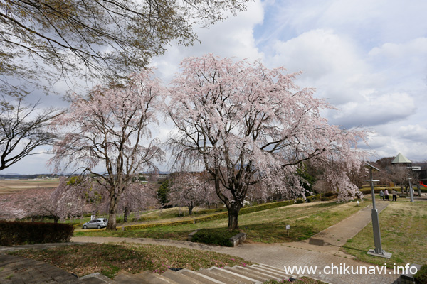 宮山ふるさとふれあい公園のしだれ桜 [2023年3月21日撮影]