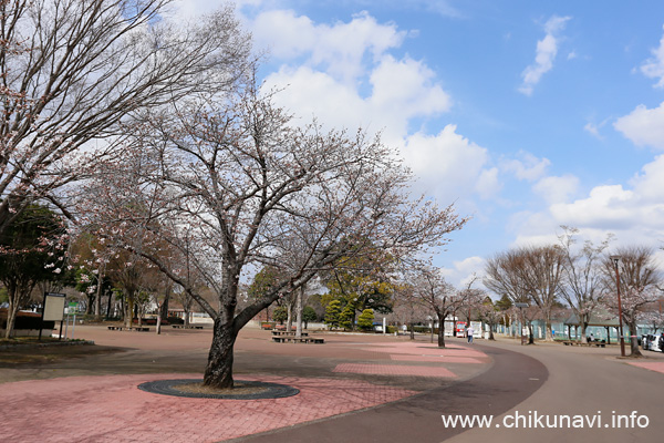 県西総合公園のさくら [2023年3月21日撮影]