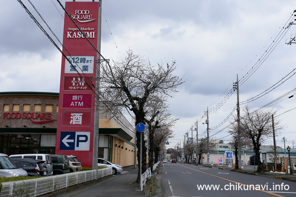 下館駅南街路樹のさくら             [2023年3月21日撮影]