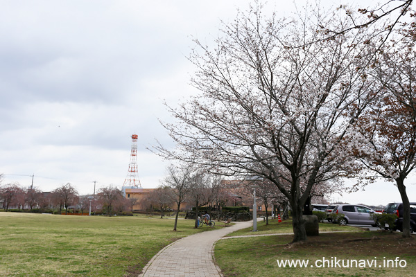 下岡崎近隣公園のさくら             [2023年3月21日撮影]